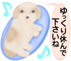 Shih Tzu. Honorific & polite language. sticker #6148854