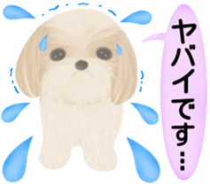 Shih Tzu. Honorific & polite language. sticker #6148862