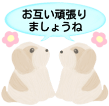 Shih Tzu. Honorific & polite language. sticker #6148870