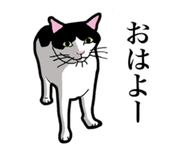 Real cat everyday sticker #6151216