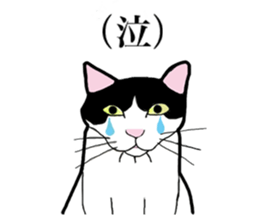 Real cat everyday sticker #6151217