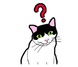 Real cat everyday sticker #6151220