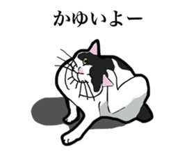 Real cat everyday sticker #6151221