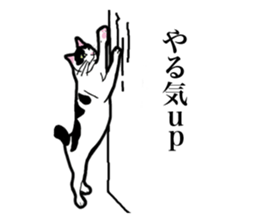 Real cat everyday sticker #6151225