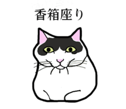 Real cat everyday sticker #6151228