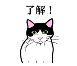 Real cat everyday sticker #6151237