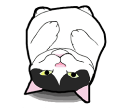 Real cat everyday sticker #6151242