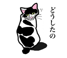 Real cat everyday sticker #6151243