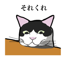 Real cat everyday sticker #6151250