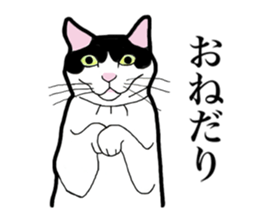 Real cat everyday sticker #6151255