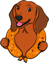 Dachshunds love playing! sticker #6165511