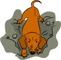 Dachshunds love playing! sticker #6165527
