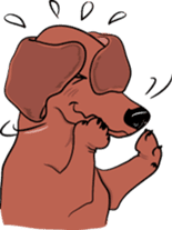 Dachshunds love playing! sticker #6165533