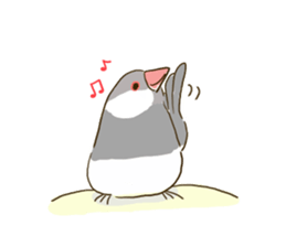 Everyday javasparrow and Parakeet 3 sticker #6176616