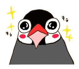 Everyday javasparrow and Parakeet 3 sticker #6176623