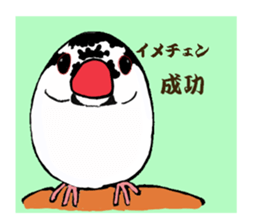 Everyday javasparrow and Parakeet 3 sticker #6176628
