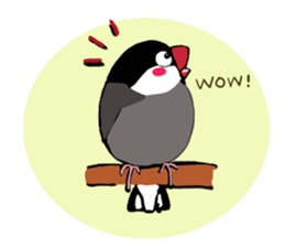 Everyday javasparrow and Parakeet 3 sticker #6176631