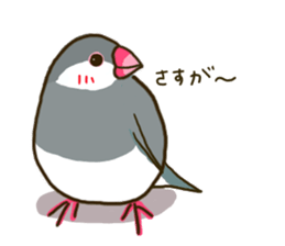 Everyday javasparrow and Parakeet 3 sticker #6176633