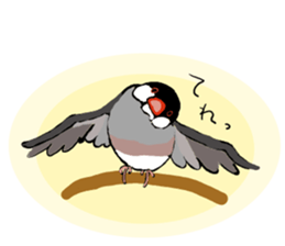 Everyday javasparrow and Parakeet 3 sticker #6176635