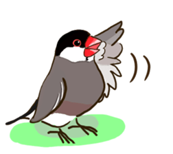 Everyday javasparrow and Parakeet 3 sticker #6176637