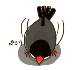 Everyday javasparrow and Parakeet 3 sticker #6176638