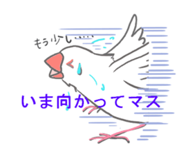 Everyday javasparrow and Parakeet 3 sticker #6176641