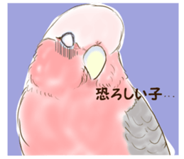 Everyday javasparrow and Parakeet 3 sticker #6176645