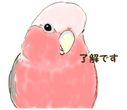 Everyday javasparrow and Parakeet 3 sticker #6176646