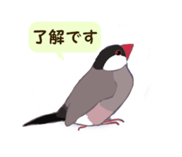 Everyday javasparrow and Parakeet 3 sticker #6176653