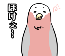 Daily parakeet sticker #6190016