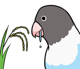 Daily parakeet sticker #6190022