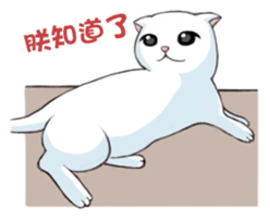 Scottish Fold-White Rabbit sticker #6195741