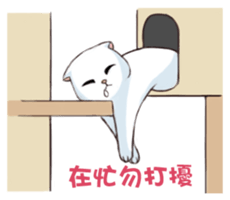 Scottish Fold-White Rabbit sticker #6195755