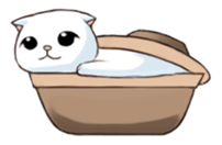 Scottish Fold-White Rabbit sticker #6195759