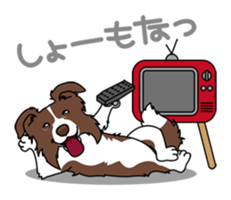 BORDERCOLLIE in KANSAI @ SURFBORDER sticker #6204462