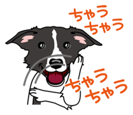 BORDERCOLLIE in KANSAI @ SURFBORDER sticker #6204466