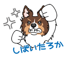 BORDERCOLLIE in KANSAI @ SURFBORDER sticker #6204478