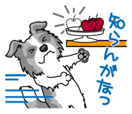 BORDERCOLLIE in KANSAI @ SURFBORDER sticker #6204480