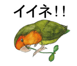 Pii-chan of the lovebird sticker #6243089