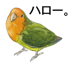 Pii-chan of the lovebird sticker #6243090