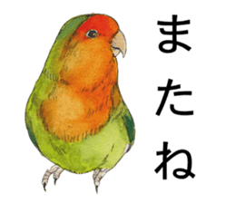Pii-chan of the lovebird sticker #6243091