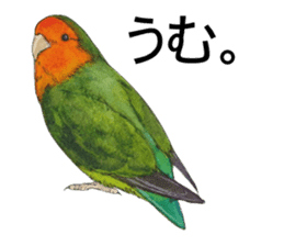 Pii-chan of the lovebird sticker #6243092
