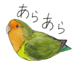 Pii-chan of the lovebird sticker #6243094