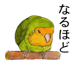 Pii-chan of the lovebird sticker #6243096