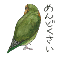 Pii-chan of the lovebird sticker #6243099