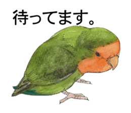 Pii-chan of the lovebird sticker #6243101