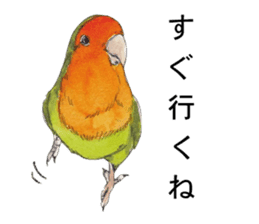 Pii-chan of the lovebird sticker #6243102