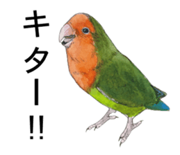 Pii-chan of the lovebird sticker #6243103