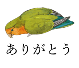Pii-chan of the lovebird sticker #6243105