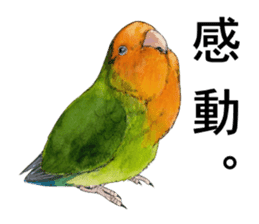 Pii-chan of the lovebird sticker #6243106